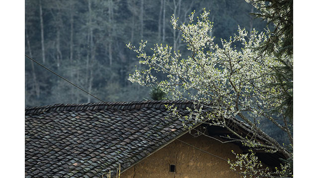 Fleurs printanières au plateau calcaire de Hà Giang ảnh 3 Fleurs printanières au plateau calcaire de Hà Giang ảnh 3