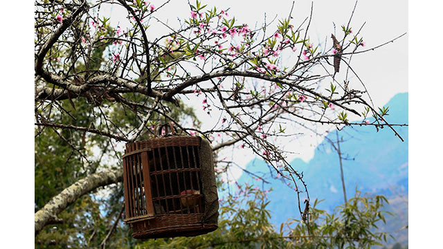 Fleurs printanières au plateau calcaire de Hà Giang ảnh 8 Fleurs printanières au plateau calcaire de Hà Giang ảnh 8