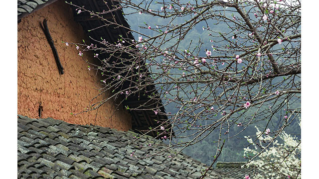 Fleurs printanières au plateau calcaire de Hà Giang ảnh 13 Fleurs printanières au plateau calcaire de Hà Giang ảnh 13