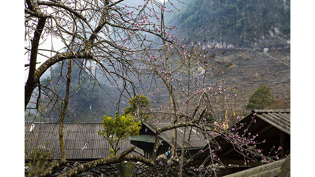Fleurs printanières au plateau calcaire de Hà Giang ảnh 6 Fleurs printanières au plateau calcaire de Hà Giang ảnh 6