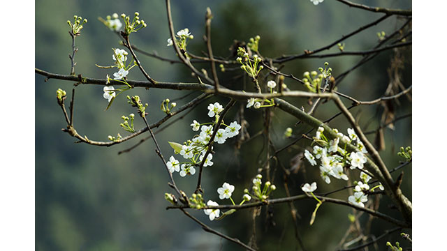 Fleurs printanières au plateau calcaire de Hà Giang ảnh 5 Fleurs printanières au plateau calcaire de Hà Giang ảnh 5