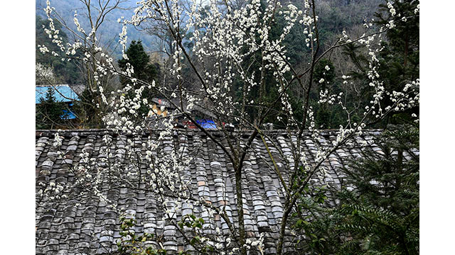 Fleurs printanières au plateau calcaire de Hà Giang ảnh 10 Fleurs printanières au plateau calcaire de Hà Giang ảnh 10