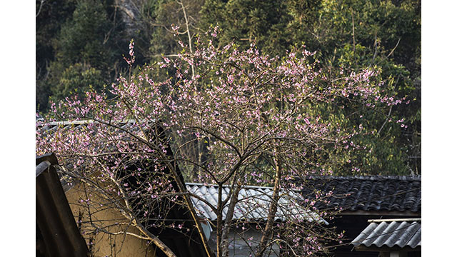 Fleurs printanières au plateau calcaire de Hà Giang ảnh 4 Fleurs printanières au plateau calcaire de Hà Giang ảnh 4
