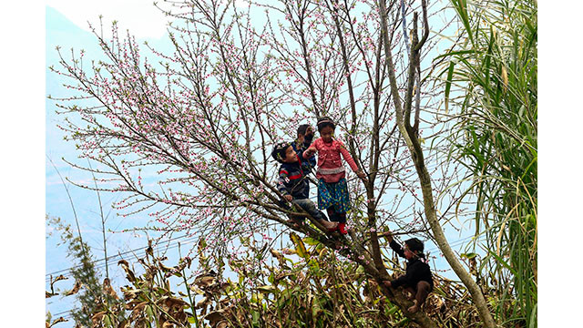 Fleurs printanières au plateau calcaire de Hà Giang ảnh 9 Fleurs printanières au plateau calcaire de Hà Giang ảnh 9