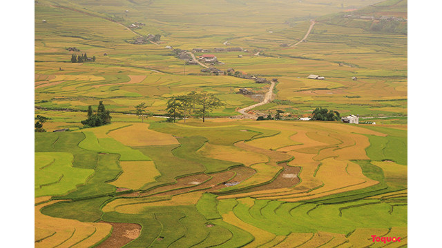 Expérience de parapente au-dessus des rizières dorées à Mù Cang Chai ảnh 1 Expérience de parapente au-dessus des rizières dorées à Mù Cang Chai ảnh 1