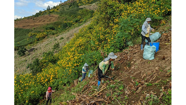 Les fleurs de tournesol mexicain colorent en jaune toute la région montagneuse du Nord-Ouest du Vietnam ảnh 3 Les fleurs de tournesol mexicain colorent en jaune toute la région montagneuse du Nord-Ouest du Vietnam ảnh 3