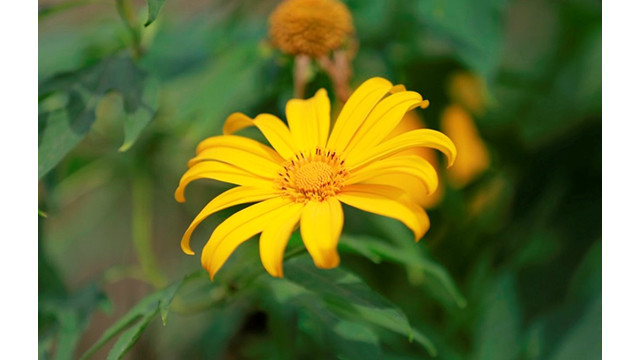 Les fleurs de tournesol mexicain colorent en jaune toute la région montagneuse du Nord-Ouest du Vietnam ảnh 6 Les fleurs de tournesol mexicain colorent en jaune toute la région montagneuse du Nord-Ouest du Vietnam ảnh 6