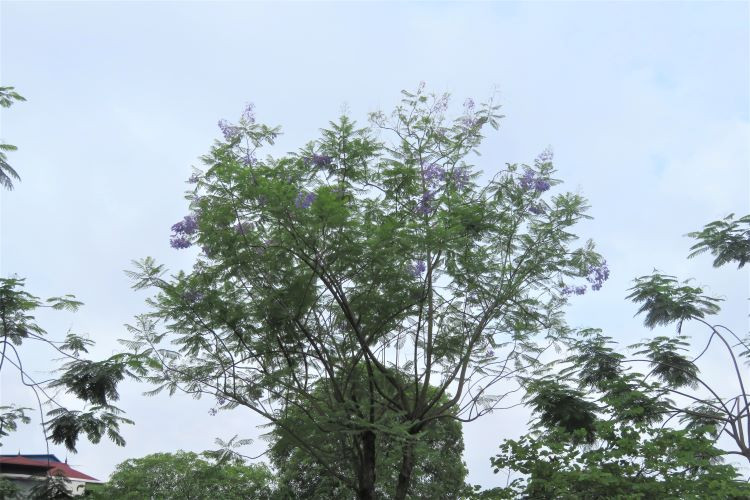 Les flamboyants bleus fleurissent à Hanoï ảnh 11