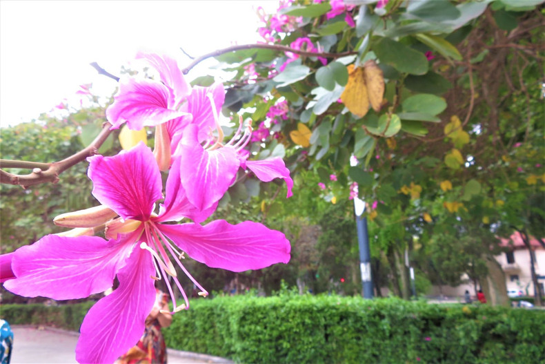 Les fleurs de bauhinie embellissent Hanoï et sa banlieue ảnh 6 Les fleurs de bauhinie embellissent Hanoï et sa banlieue ảnh 6