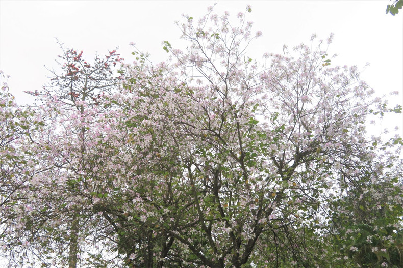 Les fleurs de bauhinie embellissent Hanoï et sa banlieue ảnh 9 Les fleurs de bauhinie embellissent Hanoï et sa banlieue ảnh 9