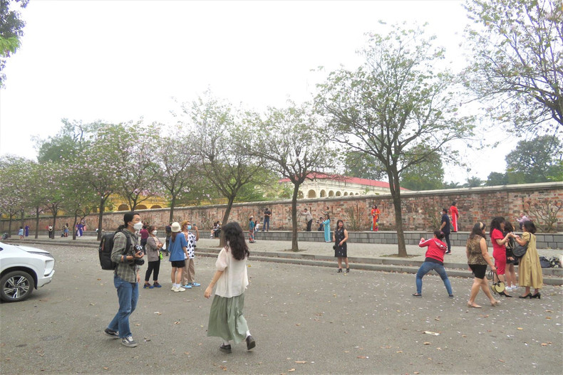 Les fleurs de bauhinie embellissent Hanoï et sa banlieue ảnh 4 Les fleurs de bauhinie embellissent Hanoï et sa banlieue ảnh 4