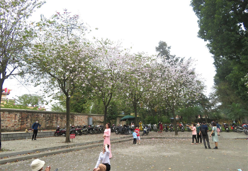 Les fleurs de bauhinie embellissent Hanoï et sa banlieue ảnh 1 Les fleurs de bauhinie embellissent Hanoï et sa banlieue ảnh 1