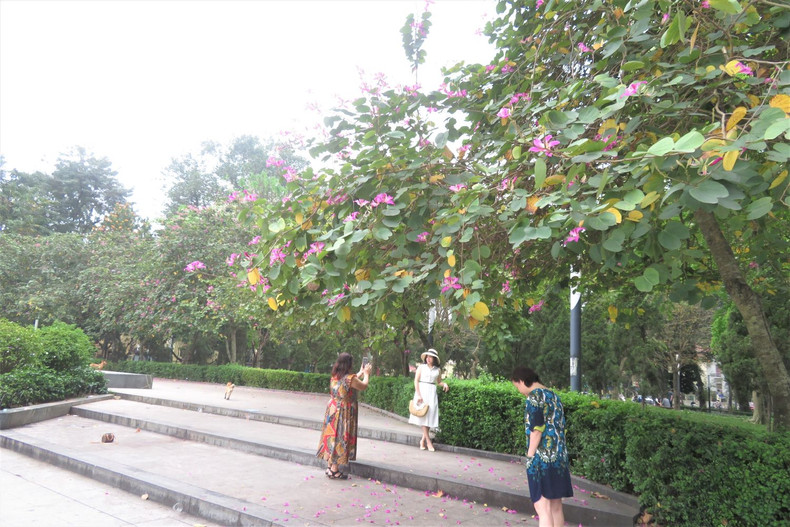 Les fleurs de bauhinie embellissent Hanoï et sa banlieue ảnh 7 Les fleurs de bauhinie embellissent Hanoï et sa banlieue ảnh 7