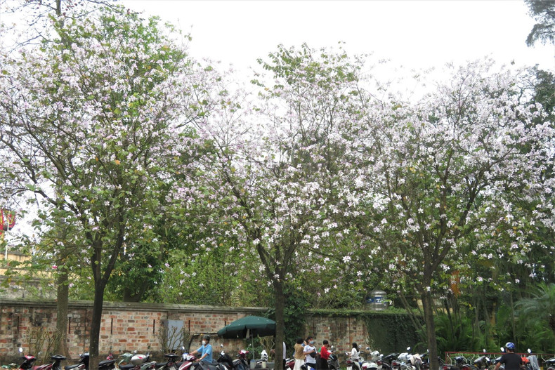 Les fleurs de bauhinie embellissent Hanoï et sa banlieue ảnh 10 Les fleurs de bauhinie embellissent Hanoï et sa banlieue ảnh 10