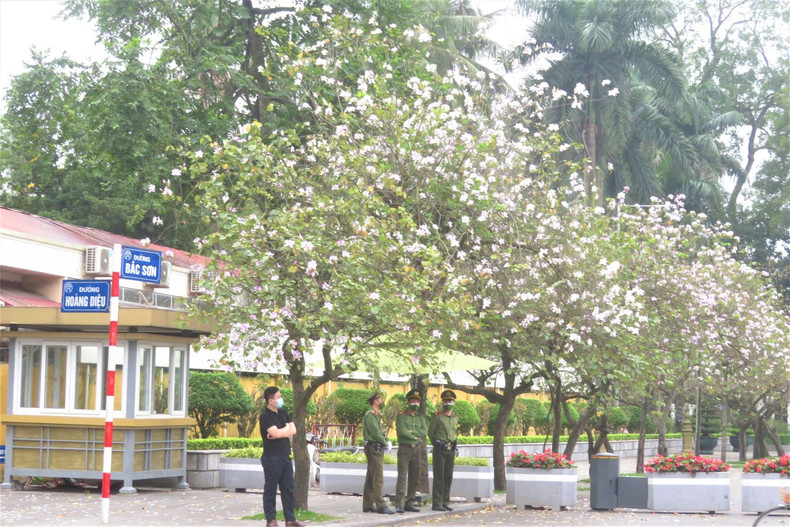 Les fleurs de bauhinie embellissent Hanoï et sa banlieue ảnh 3 Les fleurs de bauhinie embellissent Hanoï et sa banlieue ảnh 3