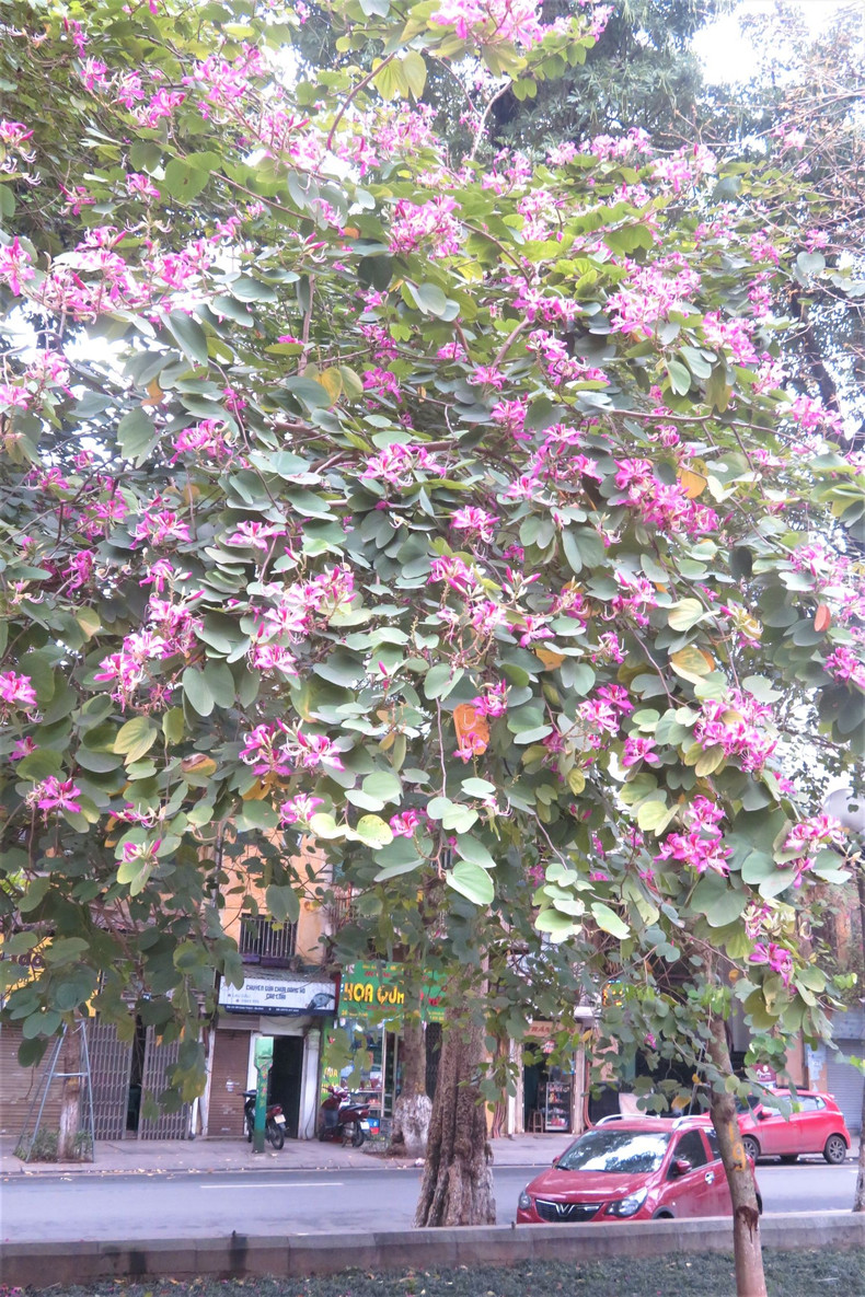 Les fleurs de bauhinie embellissent Hanoï et sa banlieue ảnh 5 Les fleurs de bauhinie embellissent Hanoï et sa banlieue ảnh 5