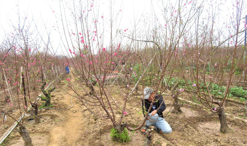 Le village de pêchers de Nhât Tân se prépare pour le Têt 2022 ảnh 3 Le village de pêchers de Nhât Tân se prépare pour le Têt 2022 ảnh 3