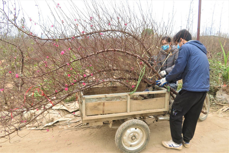 Le village de pêchers de Nhât Tân se prépare pour le Têt 2022 ảnh 10 Le village de pêchers de Nhât Tân se prépare pour le Têt 2022 ảnh 10
