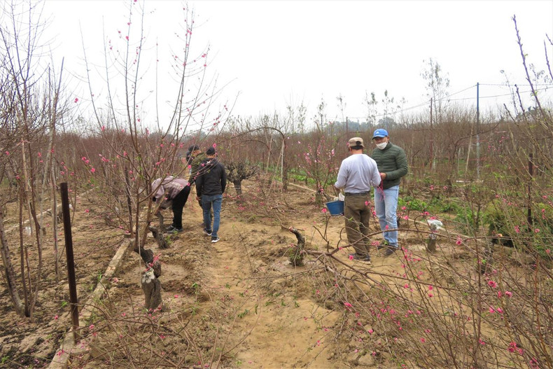 Le village de pêchers de Nhât Tân se prépare pour le Têt 2022 ảnh 2 Le village de pêchers de Nhât Tân se prépare pour le Têt 2022 ảnh 2