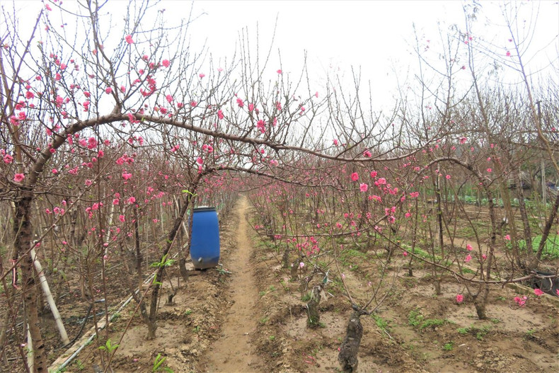 Le village de pêchers de Nhât Tân se prépare pour le Têt 2022 ảnh 4 Le village de pêchers de Nhât Tân se prépare pour le Têt 2022 ảnh 4