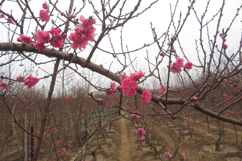 Le village de pêchers de Nhât Tân se prépare pour le Têt 2022 ảnh 1 Le village de pêchers de Nhât Tân se prépare pour le Têt 2022 ảnh 1