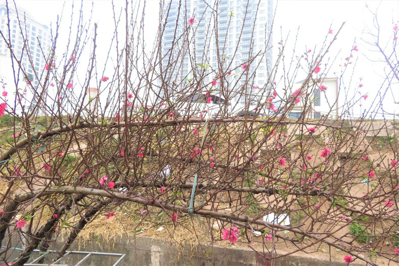 Le village de pêchers de Nhât Tân se prépare pour le Têt 2022 ảnh 12 Le village de pêchers de Nhât Tân se prépare pour le Têt 2022 ảnh 12