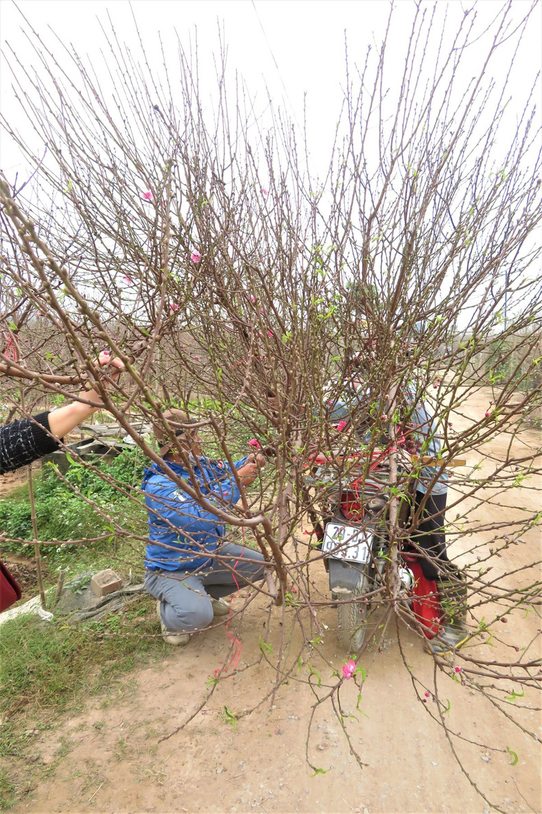 Le village de pêchers de Nhât Tân se prépare pour le Têt 2022 ảnh 11 Le village de pêchers de Nhât Tân se prépare pour le Têt 2022 ảnh 11