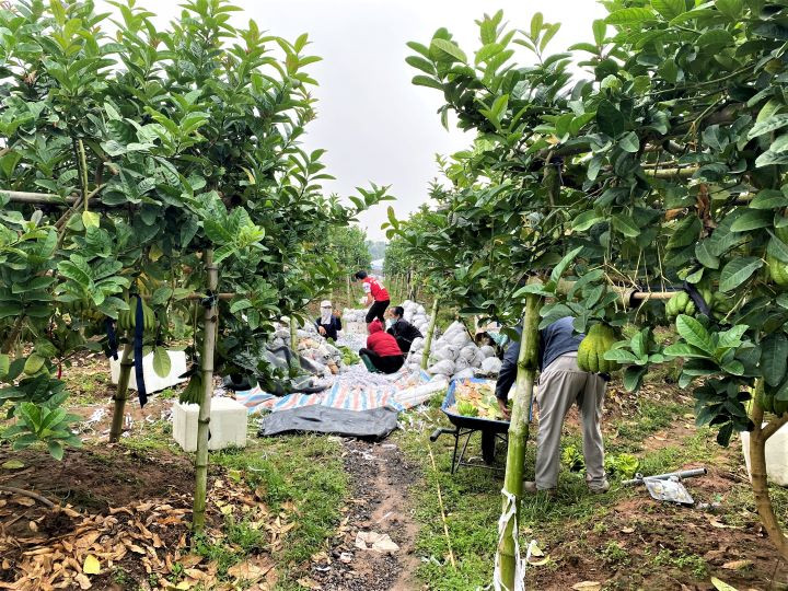 Visite des jardins de cédratiers mains-de-bouddha ảnh 15 Visite des jardins de cédratiers mains-de-bouddha ảnh 15