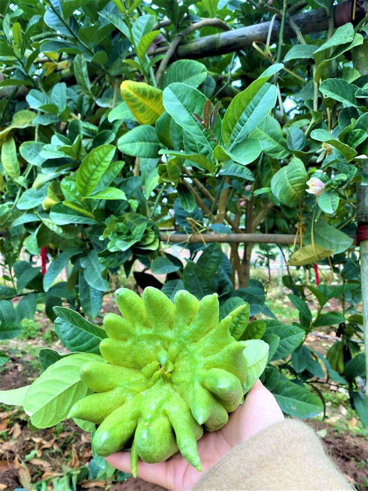 Visite des jardins de cédratiers mains-de-bouddha ảnh 8 Visite des jardins de cédratiers mains-de-bouddha ảnh 8