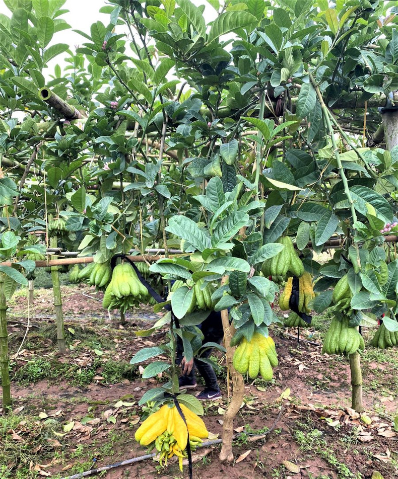 Visite des jardins de cédratiers mains-de-bouddha ảnh 12 Visite des jardins de cédratiers mains-de-bouddha ảnh 12