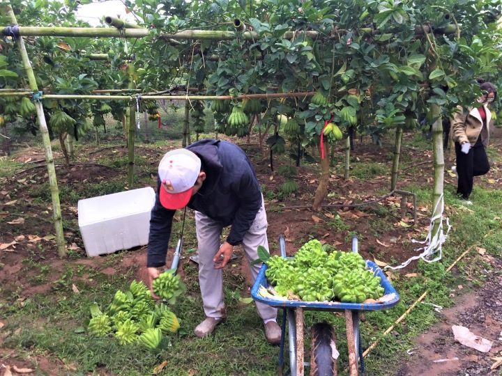 Visite des jardins de cédratiers mains-de-bouddha ảnh 11 Visite des jardins de cédratiers mains-de-bouddha ảnh 11