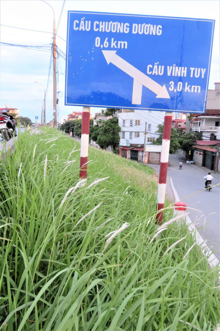 La saison des roseaux sur la digue du fleuve Rouge ảnh 6