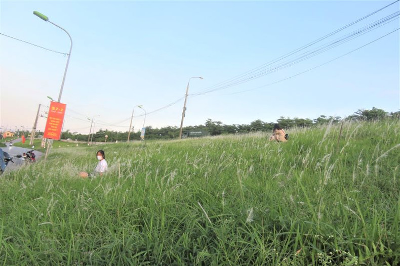 La saison des roseaux sur la digue du fleuve Rouge ảnh 2