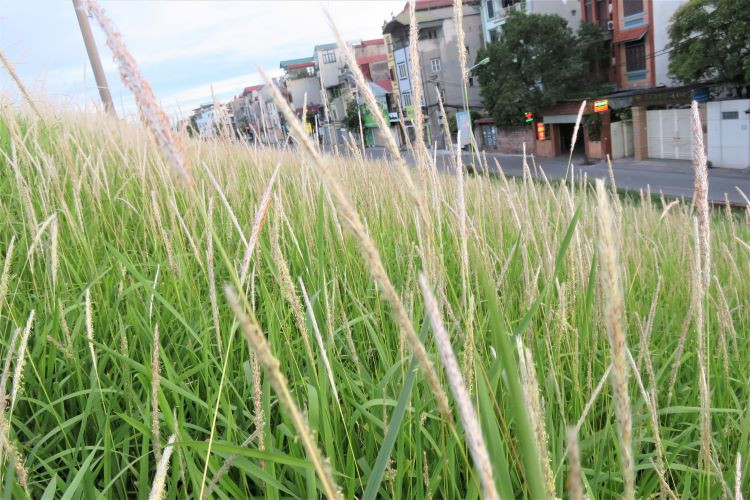 La saison des roseaux sur la digue du fleuve Rouge ảnh 1