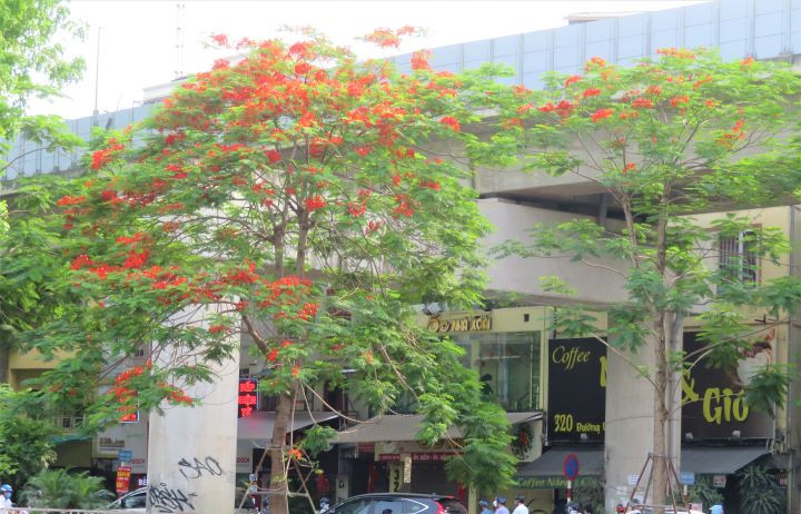 Hanoi brille de fleurs de flamboyants ảnh 8 Hanoi brille de fleurs de flamboyants ảnh 8