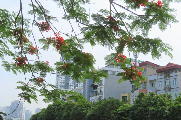 Hanoi brille de fleurs de flamboyants ảnh 7 Hanoi brille de fleurs de flamboyants ảnh 7