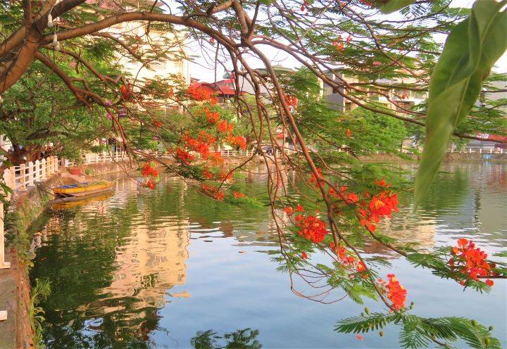 Hanoi brille de fleurs de flamboyants ảnh 5