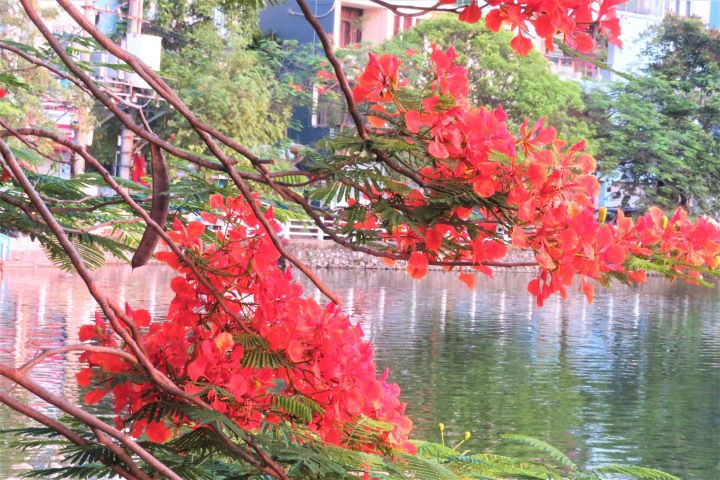 Hanoi brille de fleurs de flamboyants ảnh 6 Hanoi brille de fleurs de flamboyants ảnh 6
