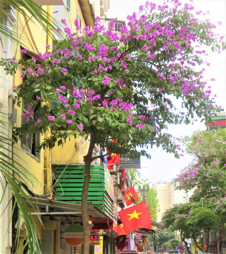 Les lilas des Indes dans les rues de Hanoï ảnh 13 Les lilas des Indes dans les rues de Hanoï ảnh 13