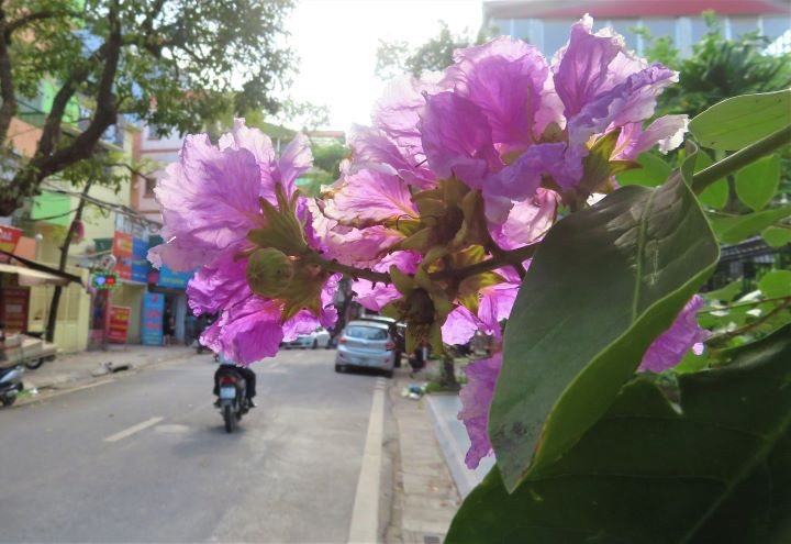 Les lilas des Indes dans les rues de Hanoï ảnh 10
