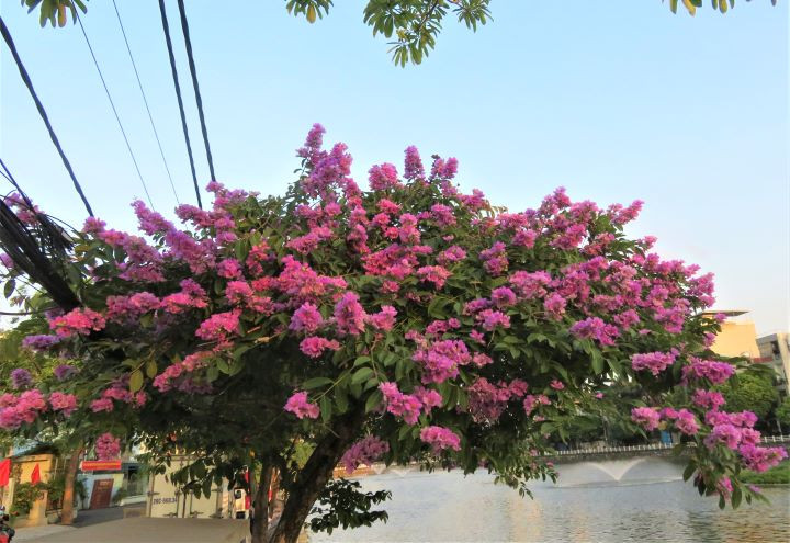 Les lilas des Indes dans les rues de Hanoï ảnh 9 Les lilas des Indes dans les rues de Hanoï ảnh 9