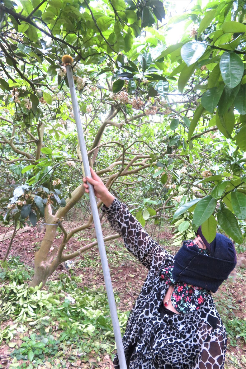 Les fleurs de pamplemoussier dégagent un parfum captivant ảnh 12