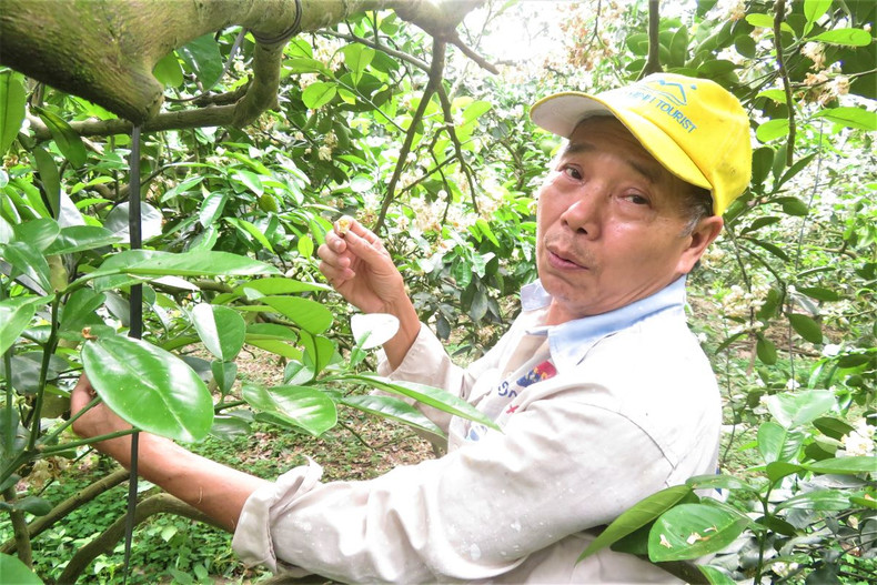 Les fleurs de pamplemoussier dégagent un parfum captivant ảnh 10