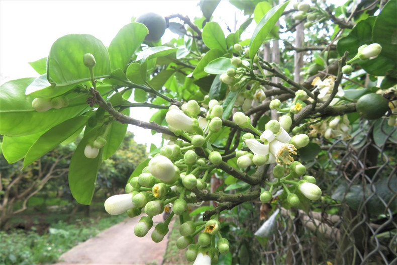 Les fleurs de pamplemoussier dégagent un parfum captivant ảnh 2