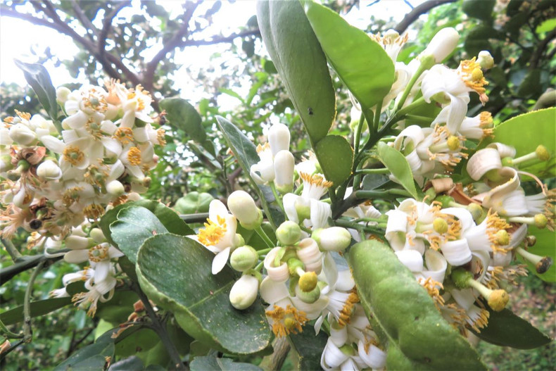 Les fleurs de pamplemoussier dégagent un parfum captivant ảnh 5