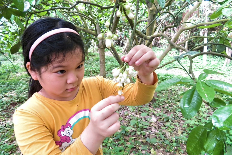 Les fleurs de pamplemoussier dégagent un parfum captivant ảnh 6