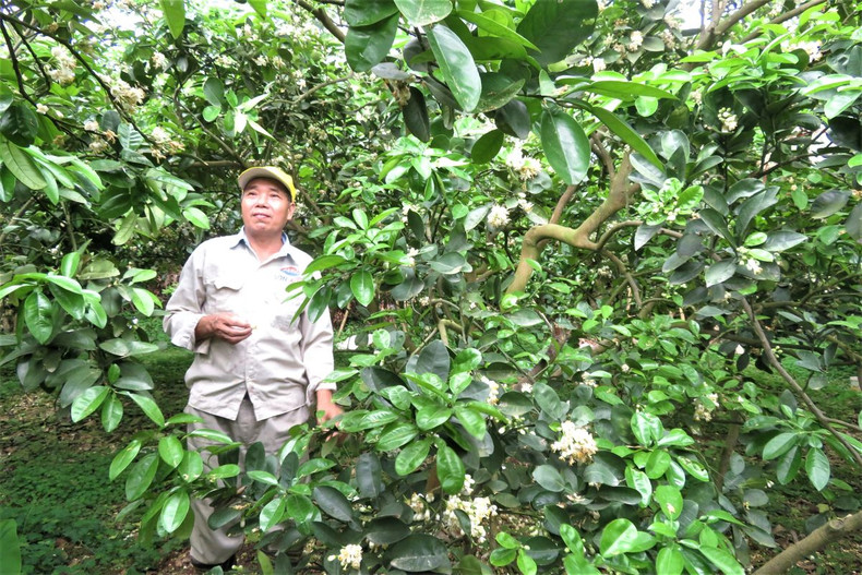 Les fleurs de pamplemoussier dégagent un parfum captivant ảnh 11