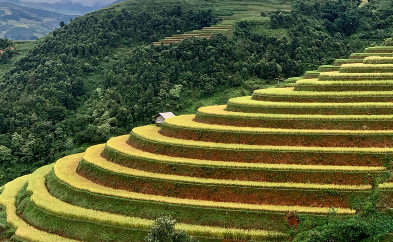 Mu Cang Chai inondé de la couleur jaune de rizières en terasse ảnh 5