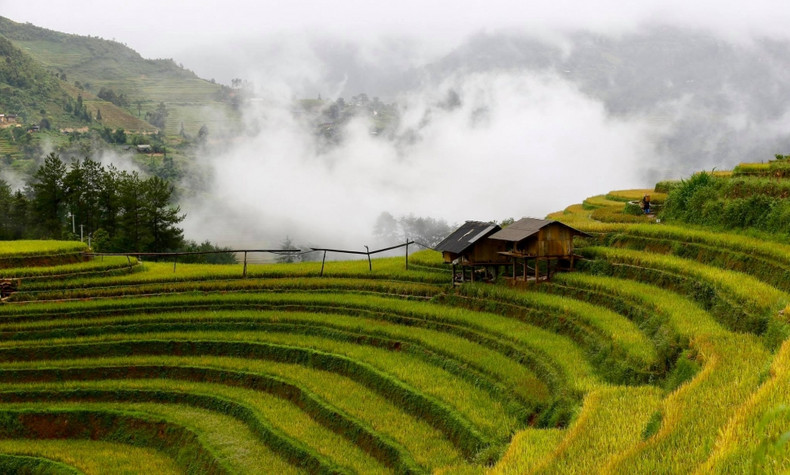 Mu Cang Chai inondé de la couleur jaune de rizières en terasse ảnh 3