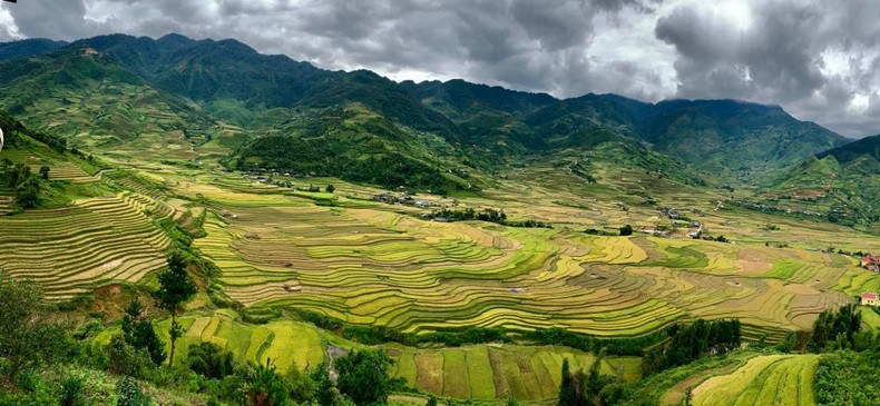 Mu Cang Chai inondé de la couleur jaune de rizières en terasse ảnh 1